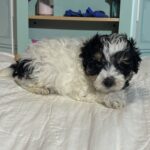 Harold – Miniature Schnauzer $1950