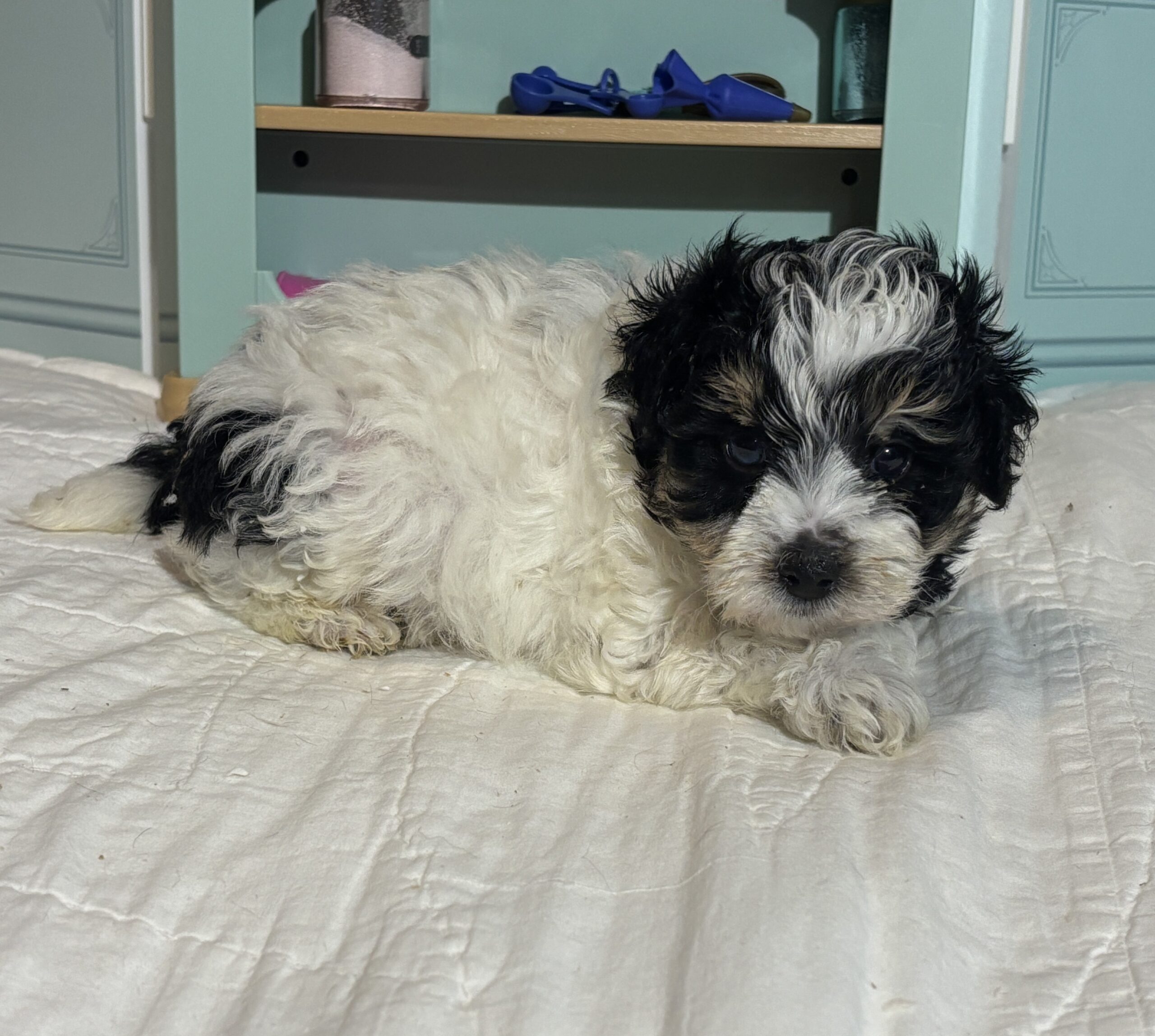 Harold – Miniature Schnauzer $1950