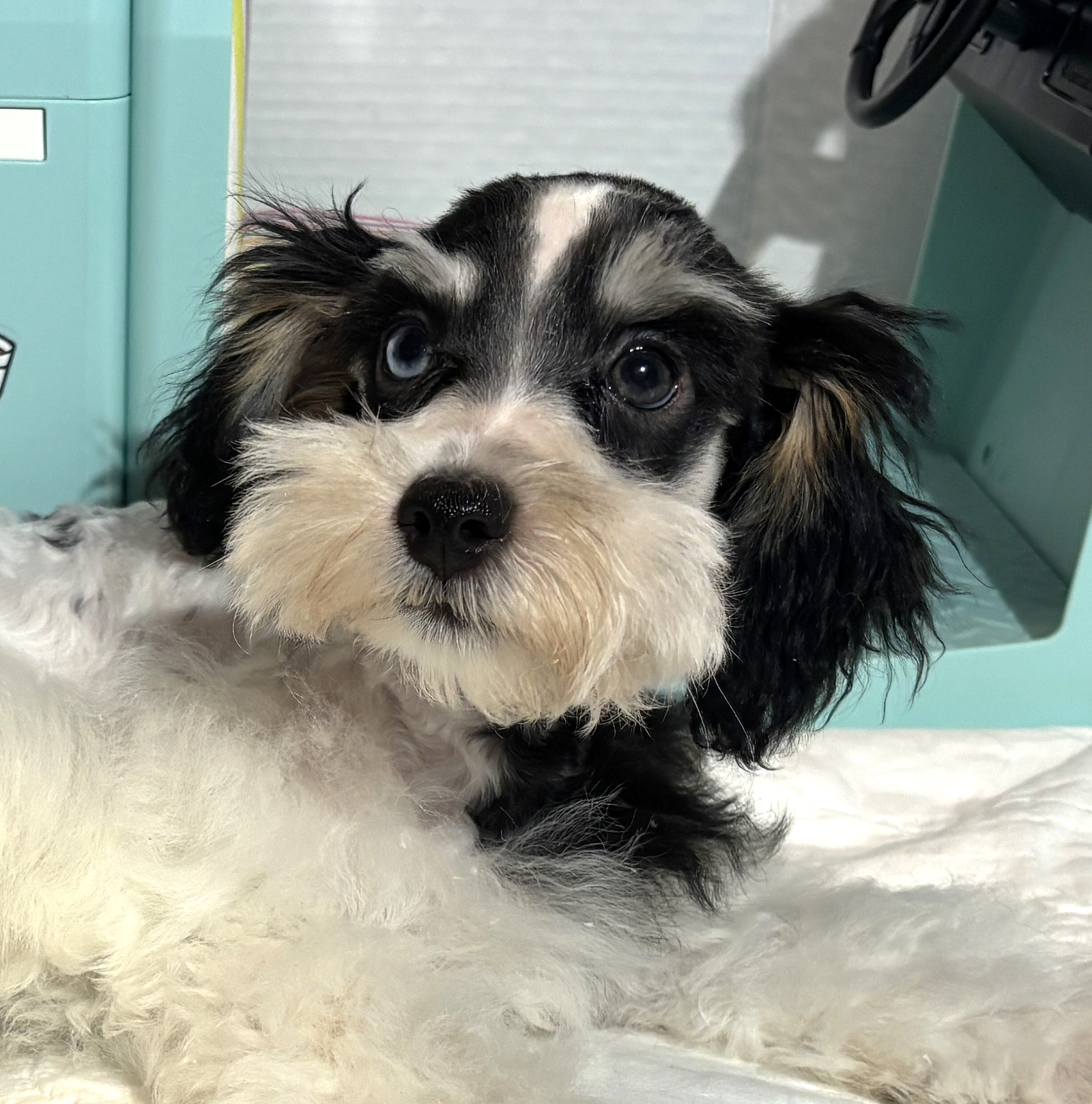 Harold – Miniature Schnauzer $2200