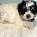 Harold – Miniature Schnauzer $1950