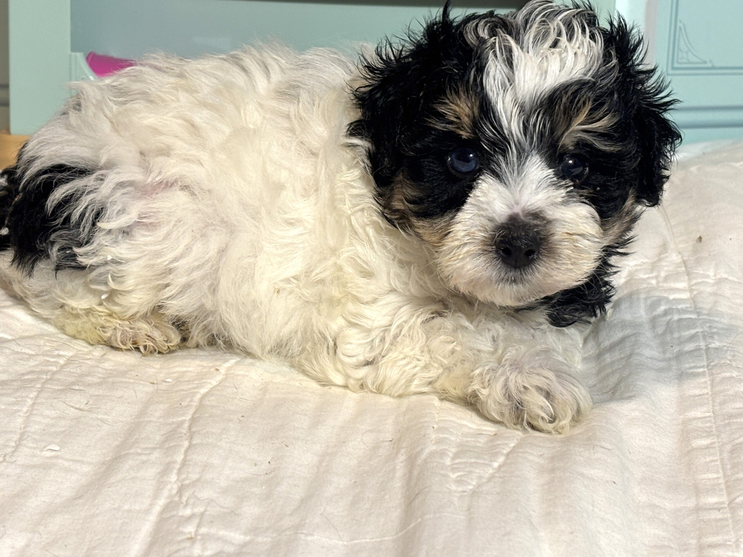 Harold – Miniature Schnauzer $1950