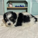 Harold – Miniature Schnauzer $1950