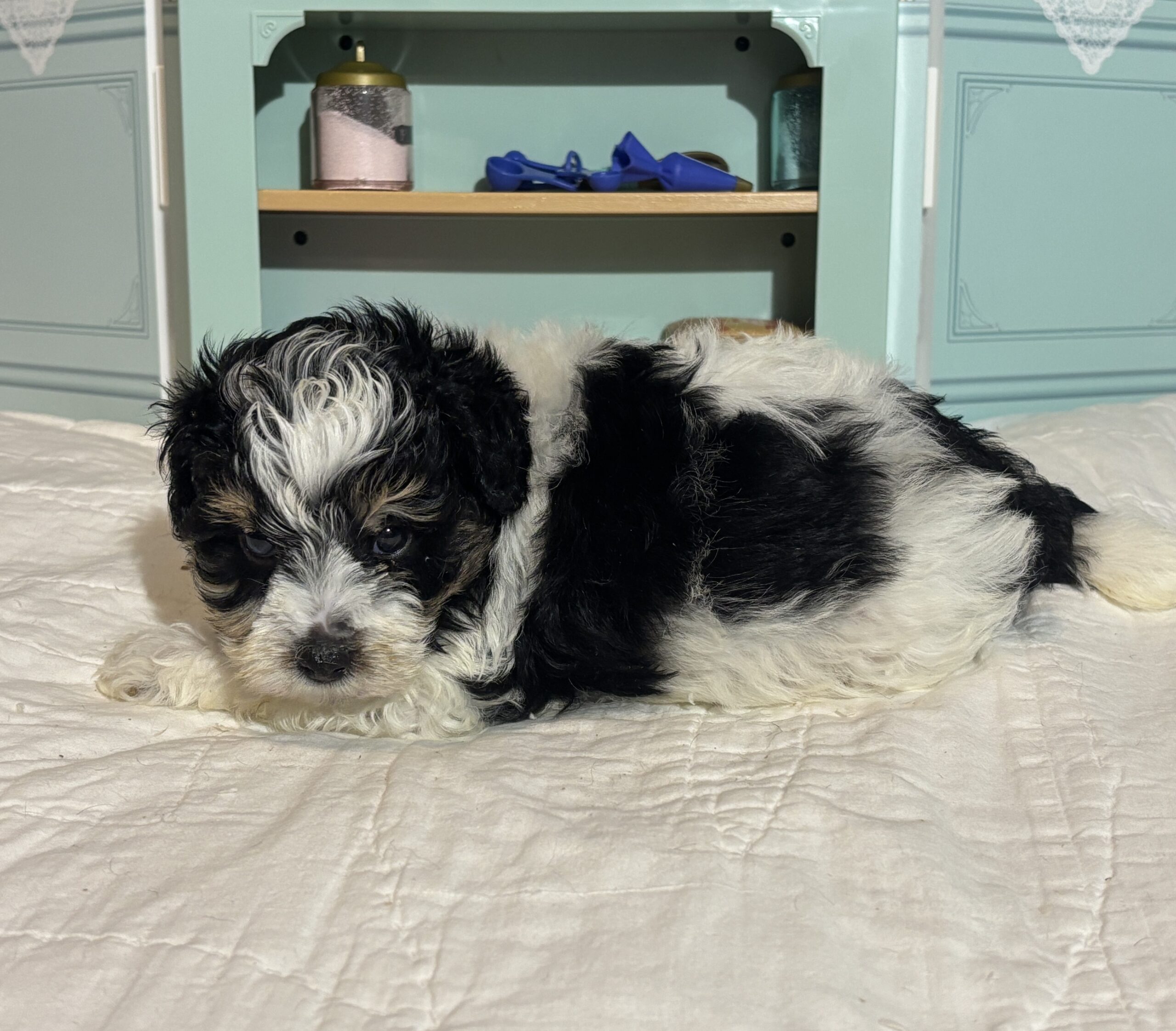 Harold – Miniature Schnauzer $1950