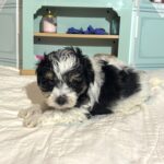 Harold – Miniature Schnauzer $1950