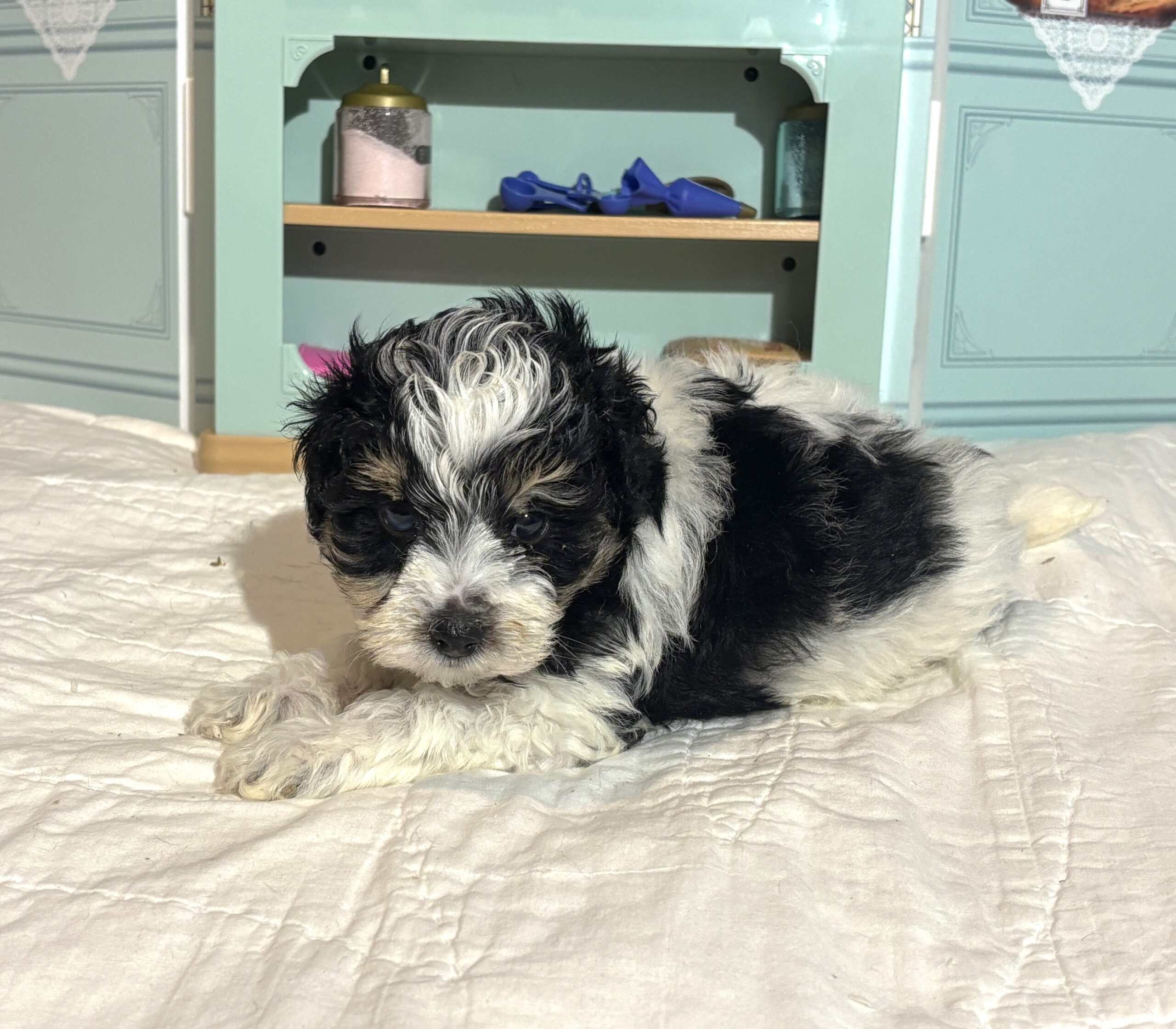 Harold – Miniature Schnauzer $1950