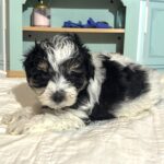 Harold – Miniature Schnauzer $1950