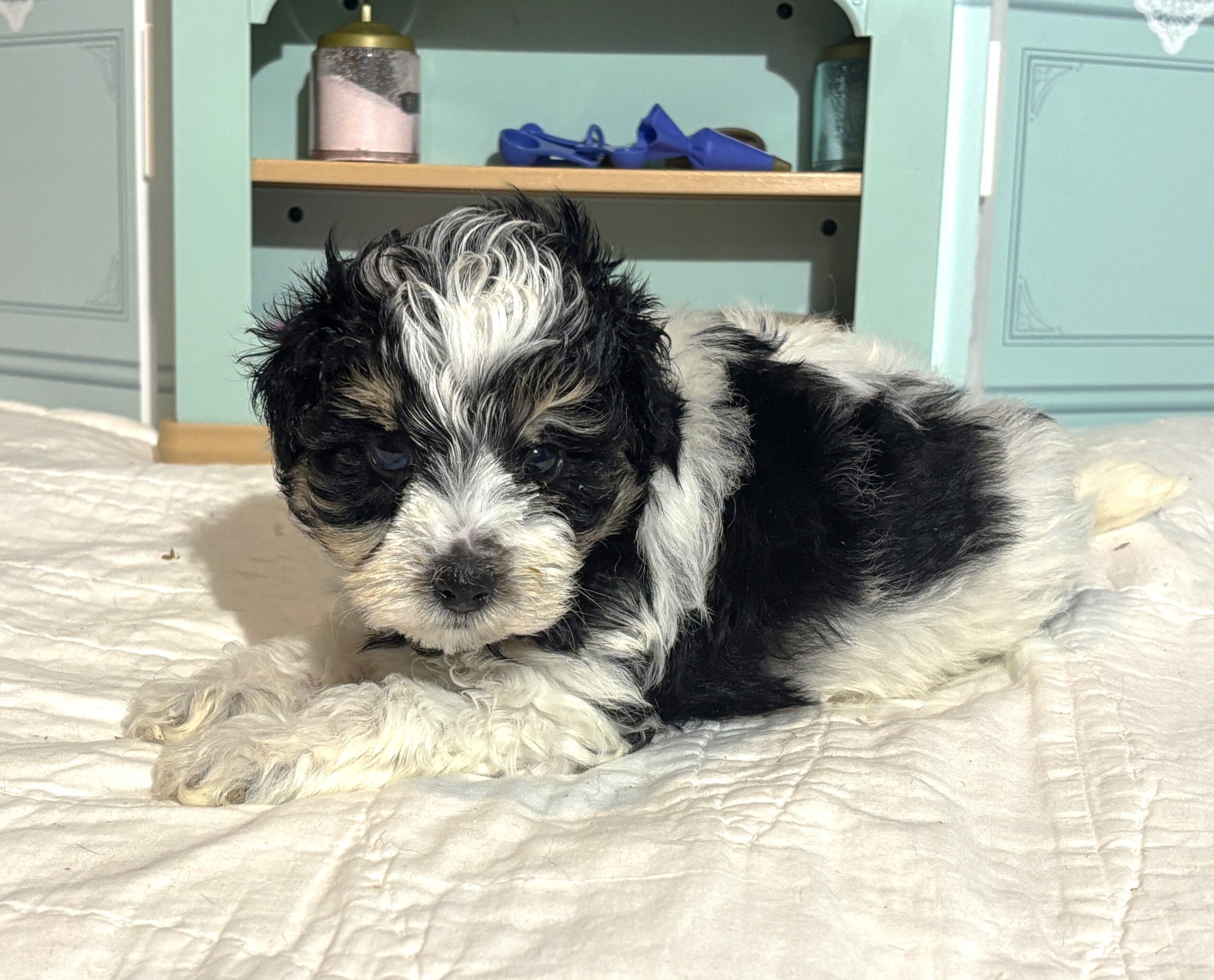 Harold – Miniature Schnauzer $1950