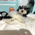 Harold – Miniature Schnauzer $2200