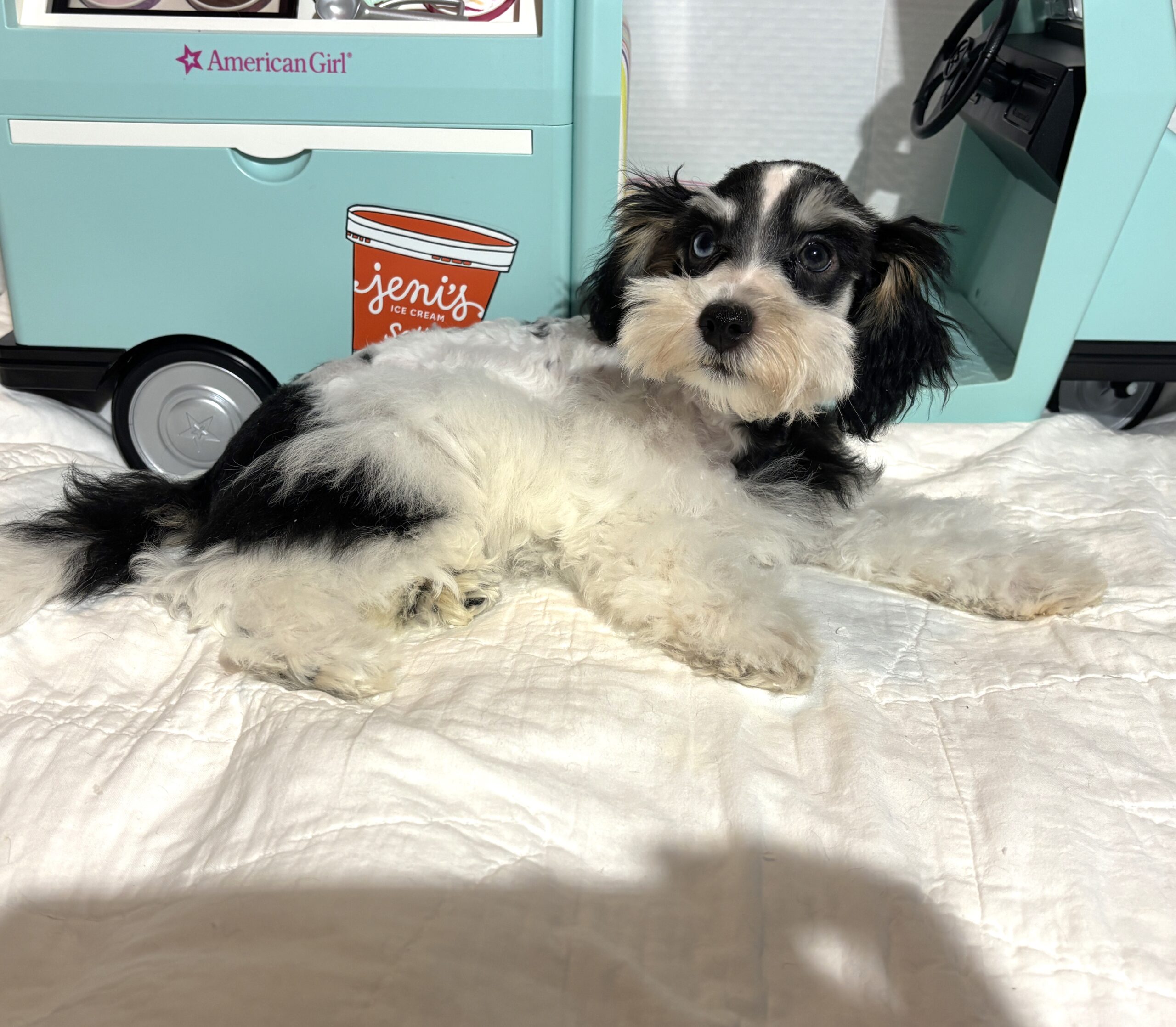 Harold – Miniature Schnauzer $2200