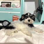 Harold – Miniature Schnauzer $2200