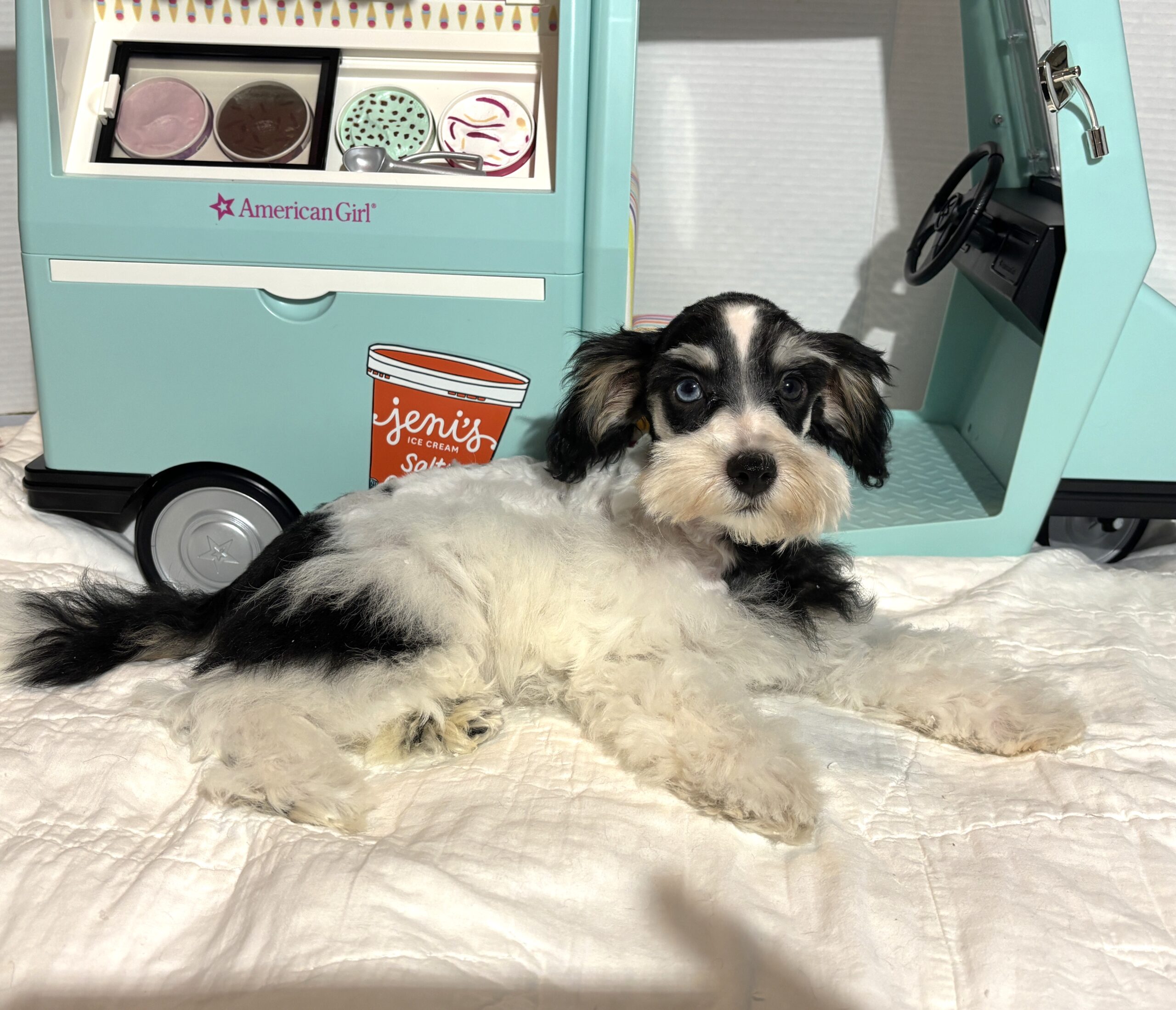 Harold – Miniature Schnauzer $2200