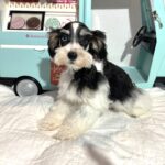 Harold – Miniature Schnauzer $2200