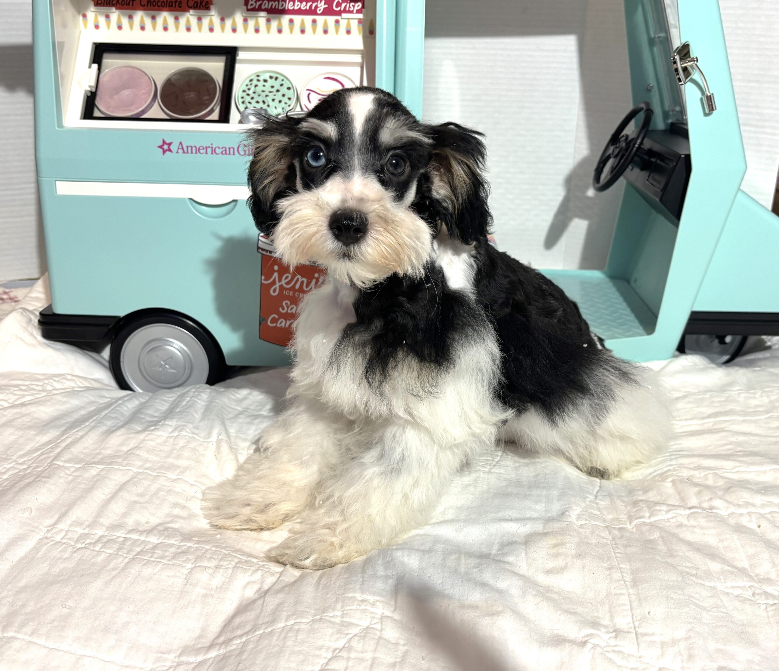 Harold – Miniature Schnauzer $2200