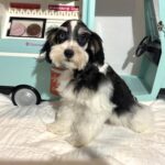 Harold – Miniature Schnauzer $2200