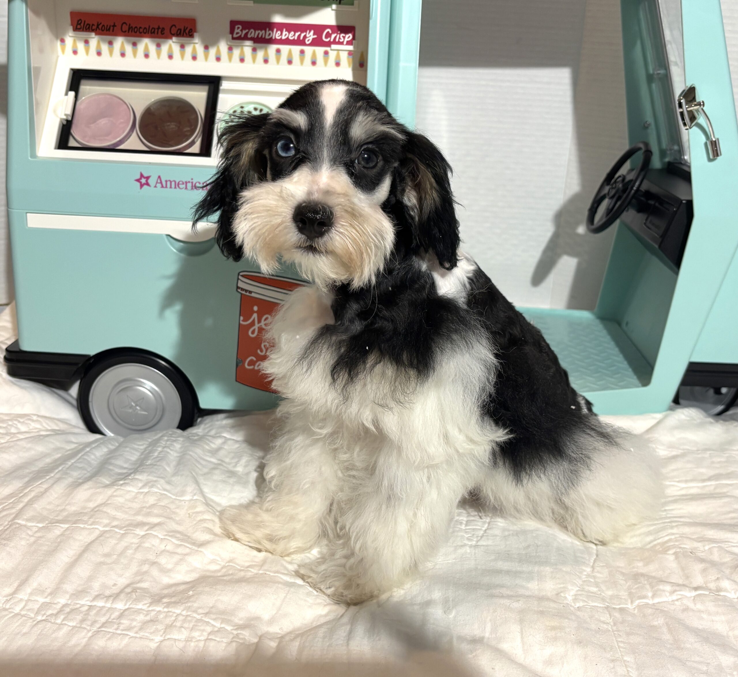 Harold – Miniature Schnauzer $2200
