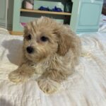 Jade – Chonzer / SALE! $1200