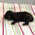 Leo – Miniature Schnoodle $2400