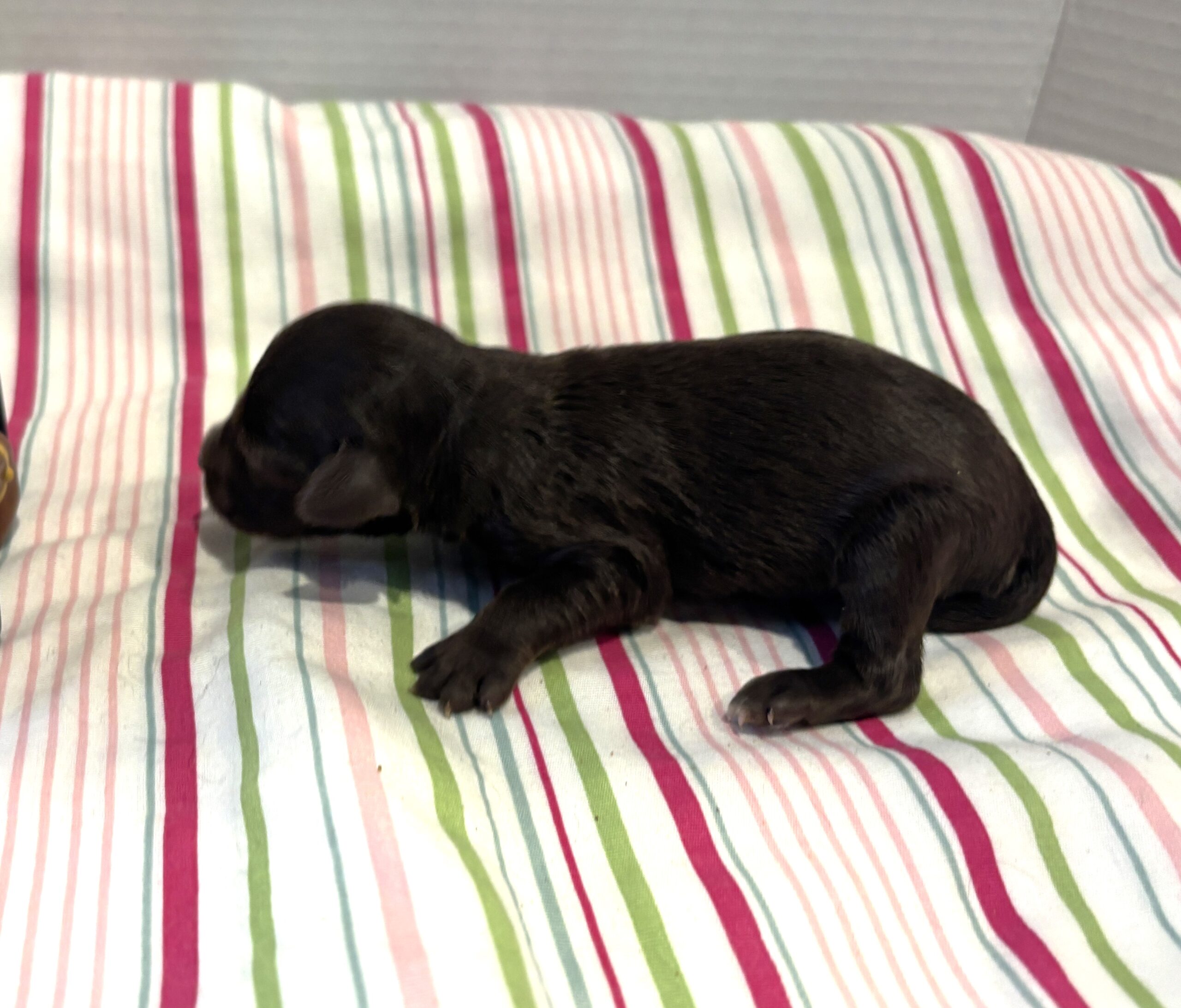 Leo – Miniature Schnoodle $2400