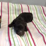 Leo – Miniature Schnoodle $2400