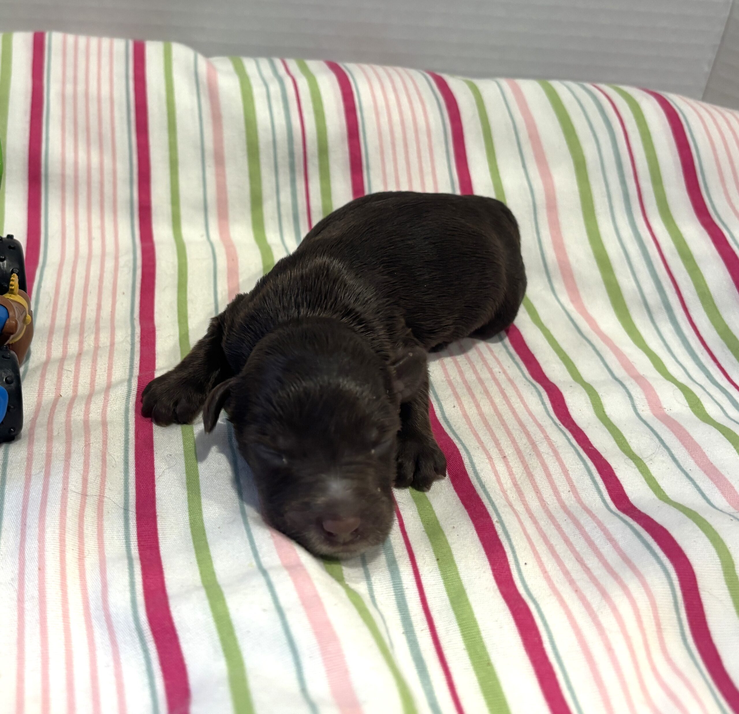 Leo – Miniature Schnoodle $2400