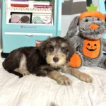 LEO – Miniature Schnoodle $2500