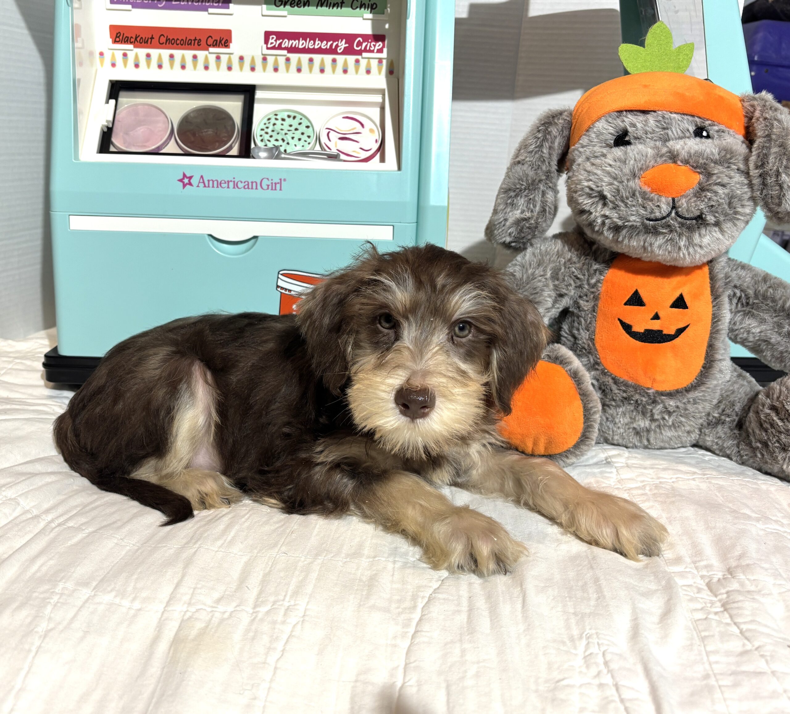 LEO – Miniature Schnoodle $2500