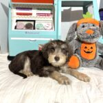 LEO – Miniature Schnoodle $2500