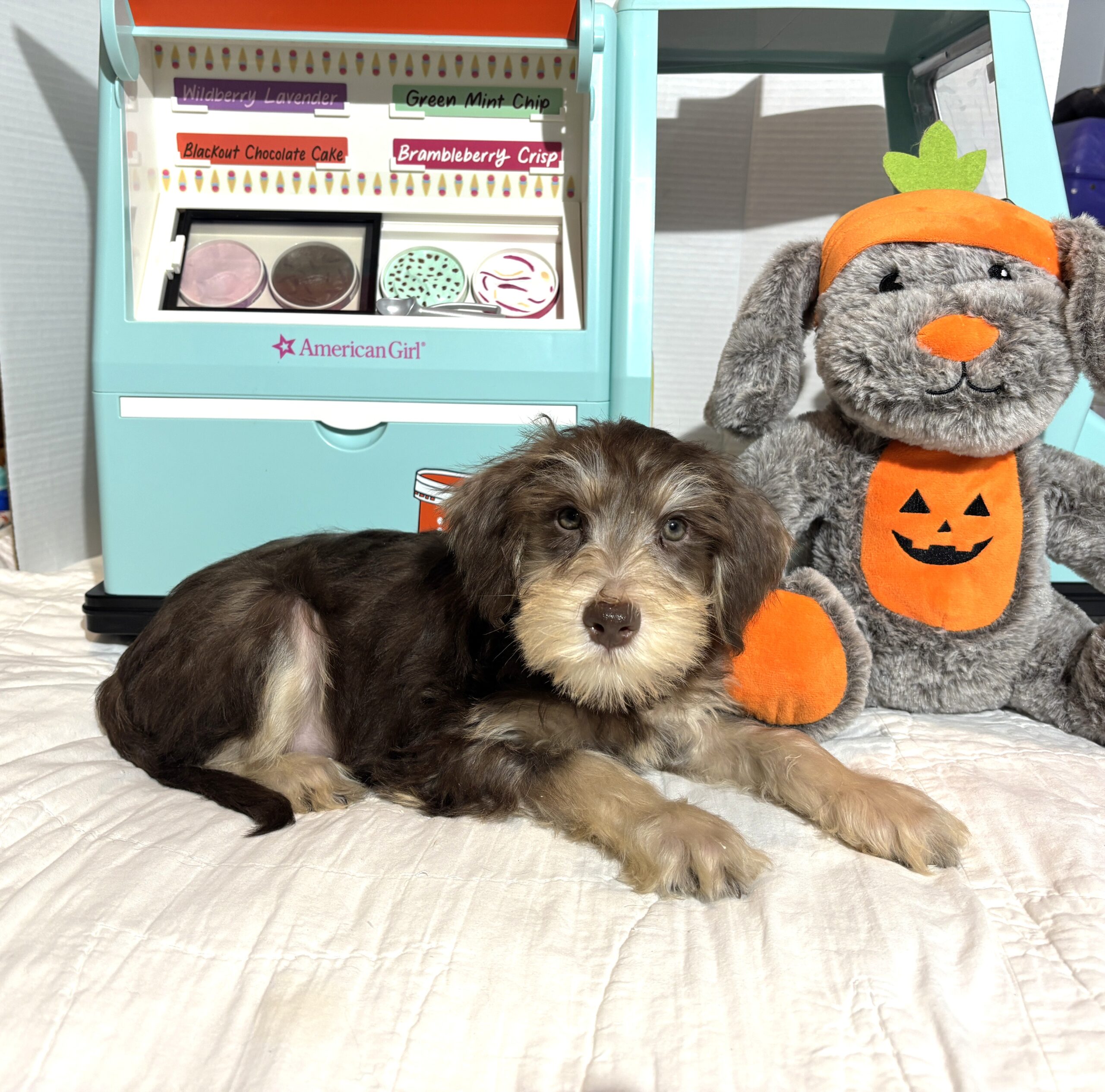 LEO – Miniature Schnoodle $2500