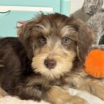 LEO – Miniature Schnoodle $2500