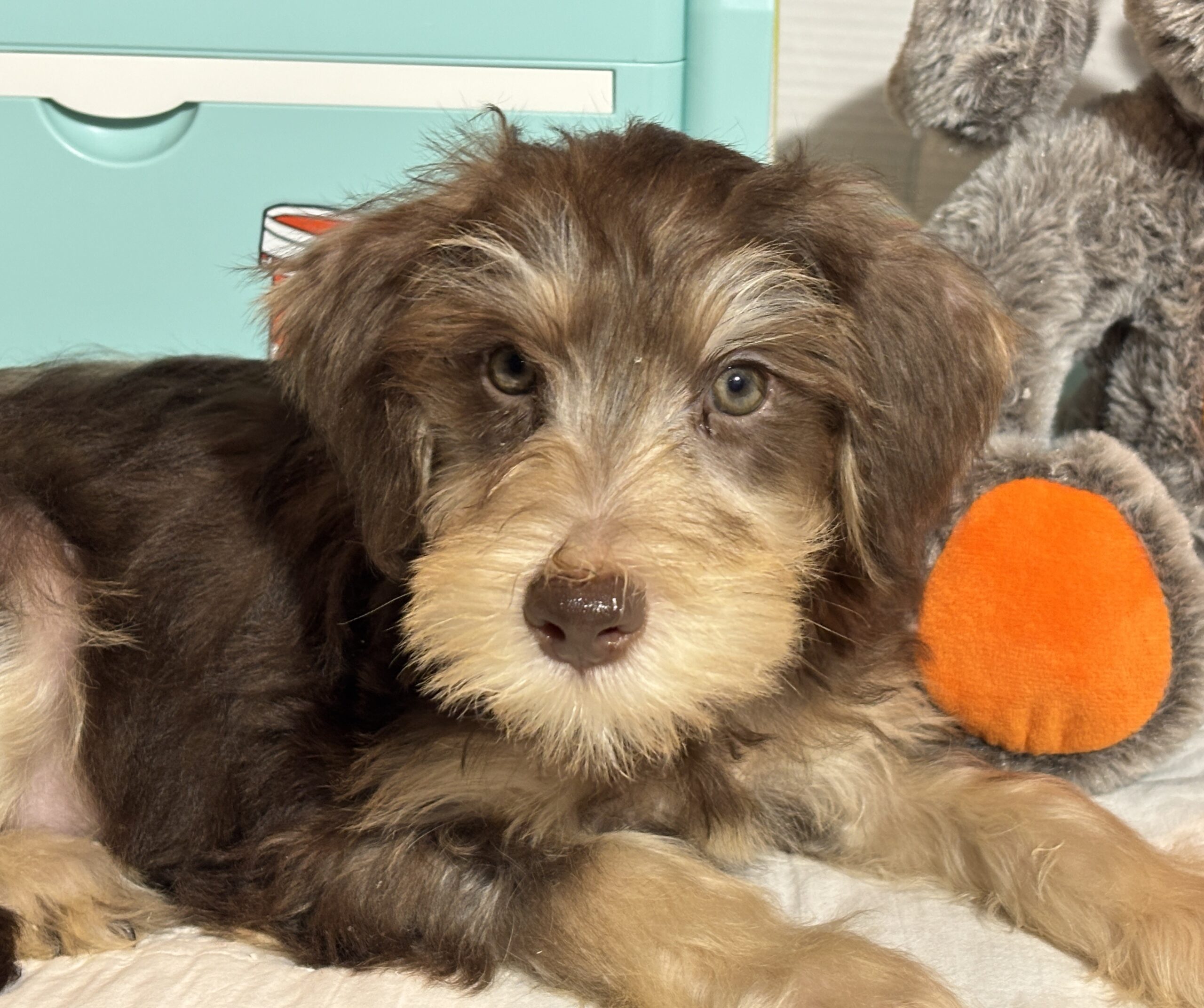 LEO – Miniature Schnoodle $2500