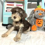 LEO – Miniature Schnoodle $2500