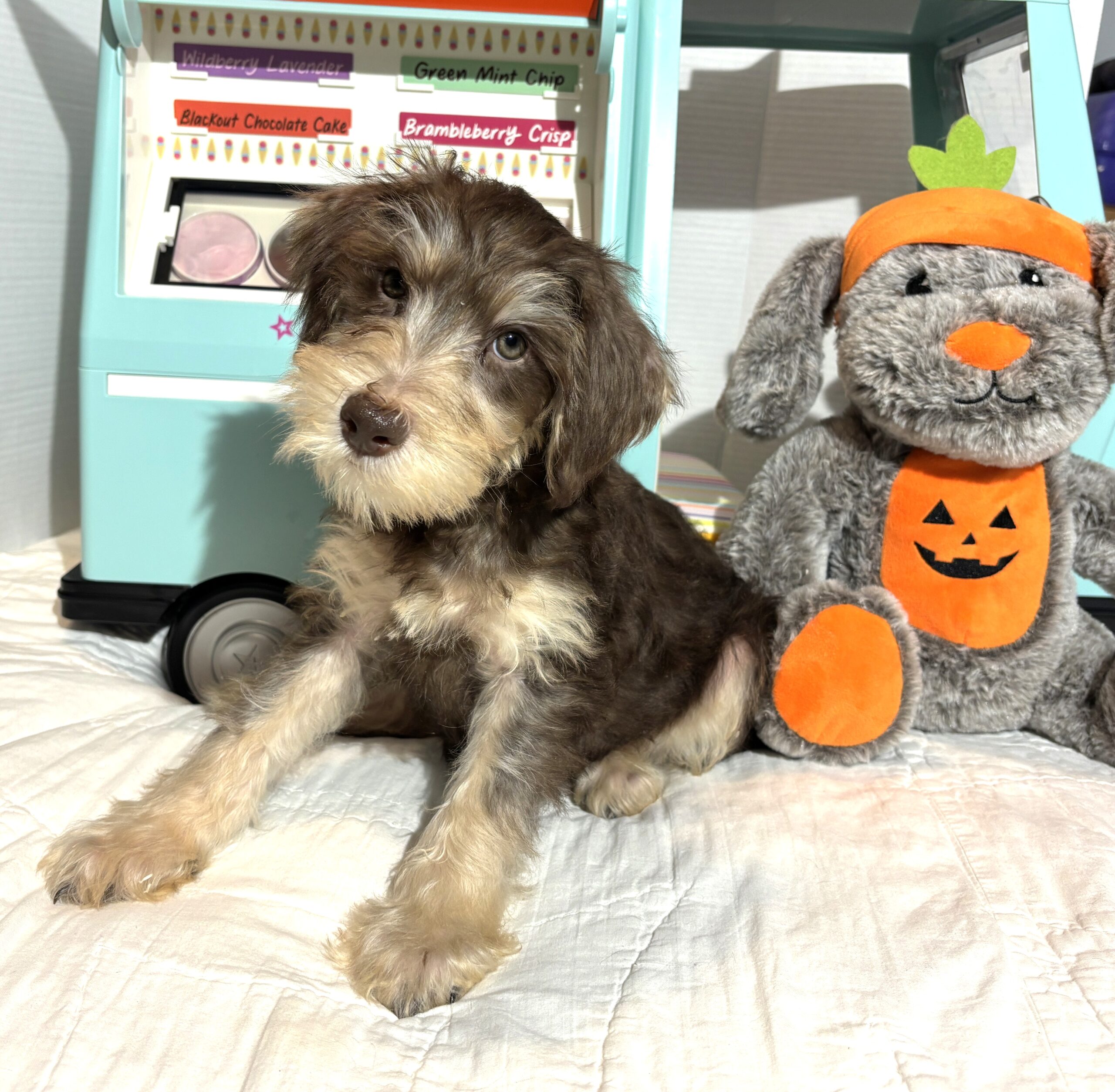LEO – Miniature Schnoodle $2500