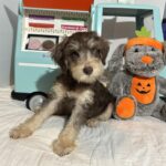 LEO – Miniature Schnoodle $2500