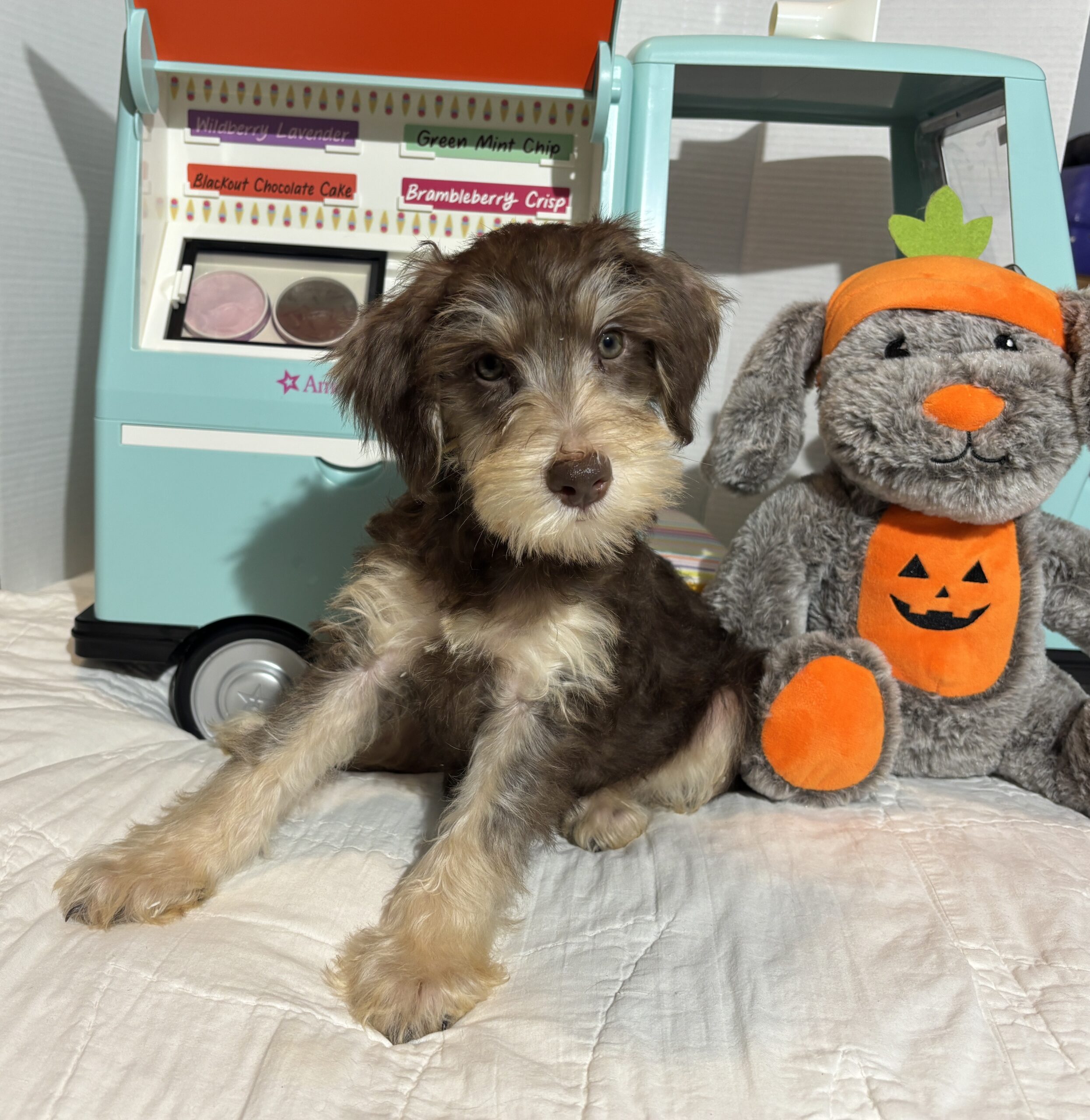 LEO – Miniature Schnoodle $2500
