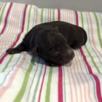 Leo – Miniature Schnoodle $2400