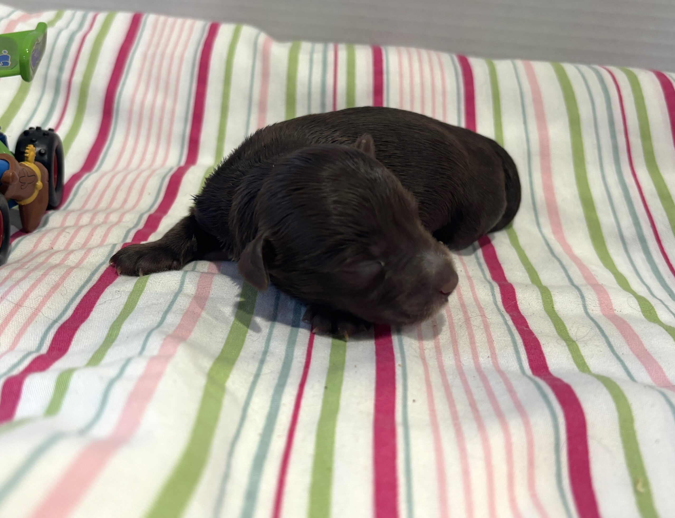 Leo – Miniature Schnoodle $2400