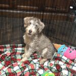 LEO – Miniature Schnoodle $2500