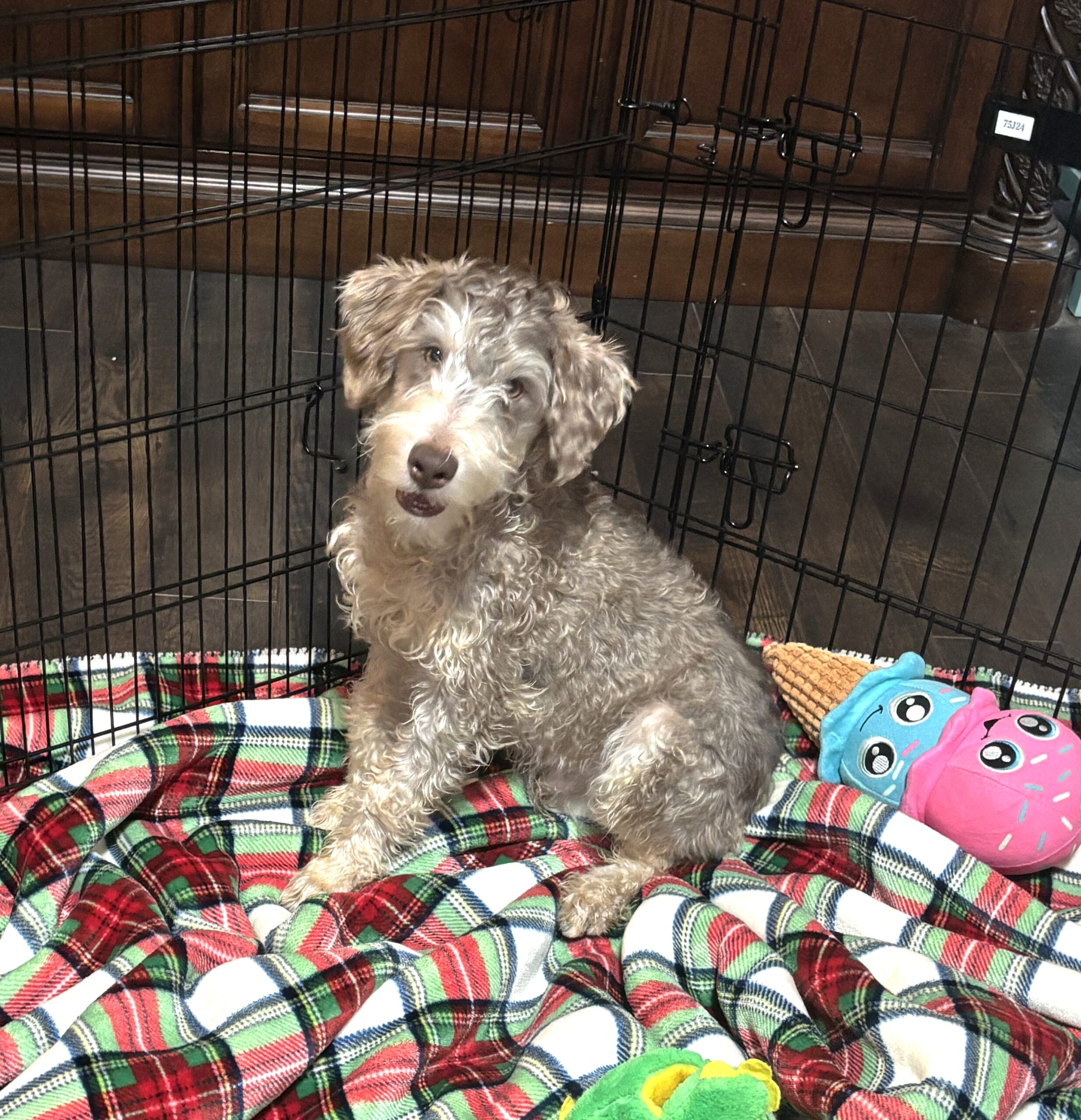 LEO – Miniature Schnoodle $2500
