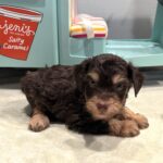 LEO – Miniature Schnoodle $2800