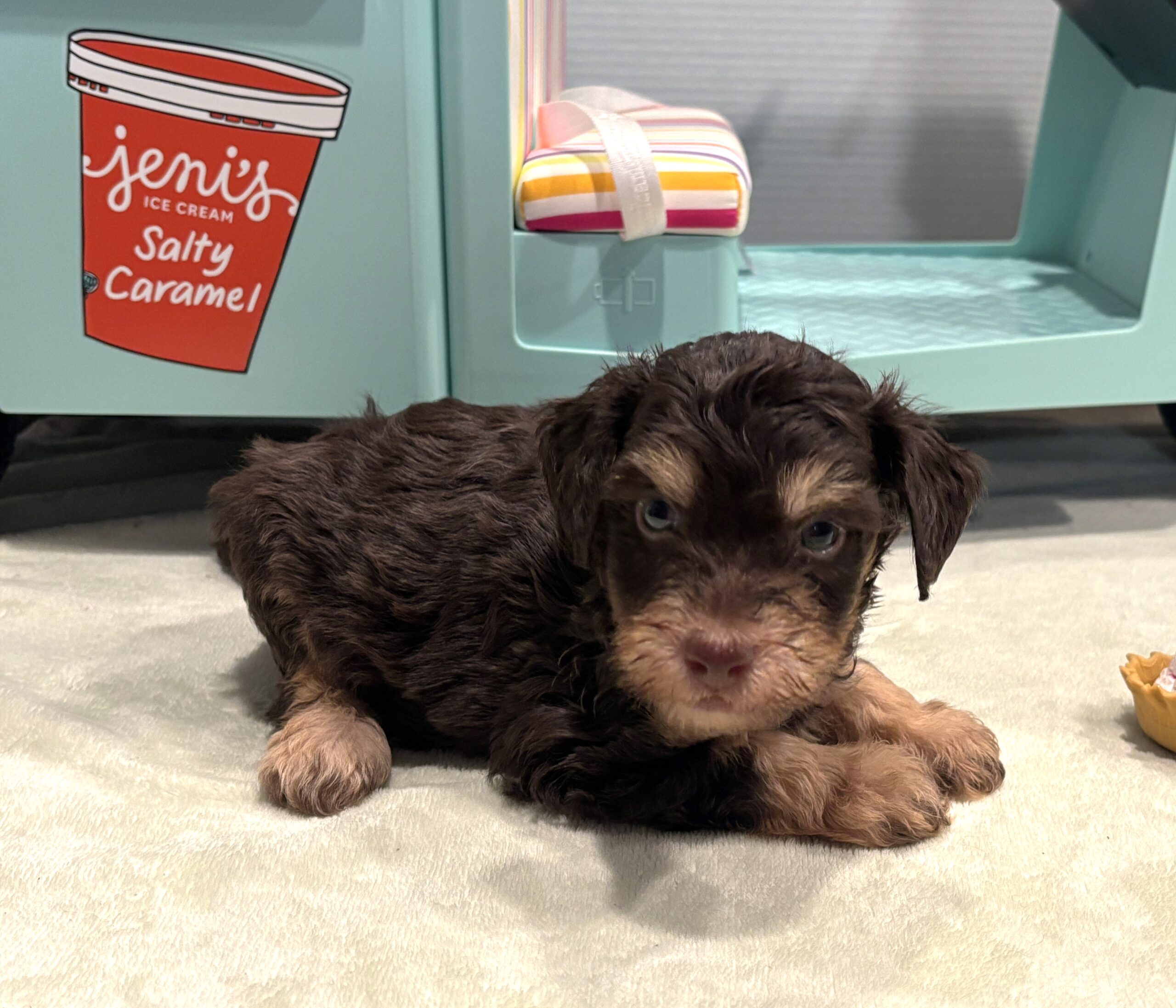 LEO – Miniature Schnoodle $2800