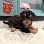 LEO – Miniature Schnoodle $2800