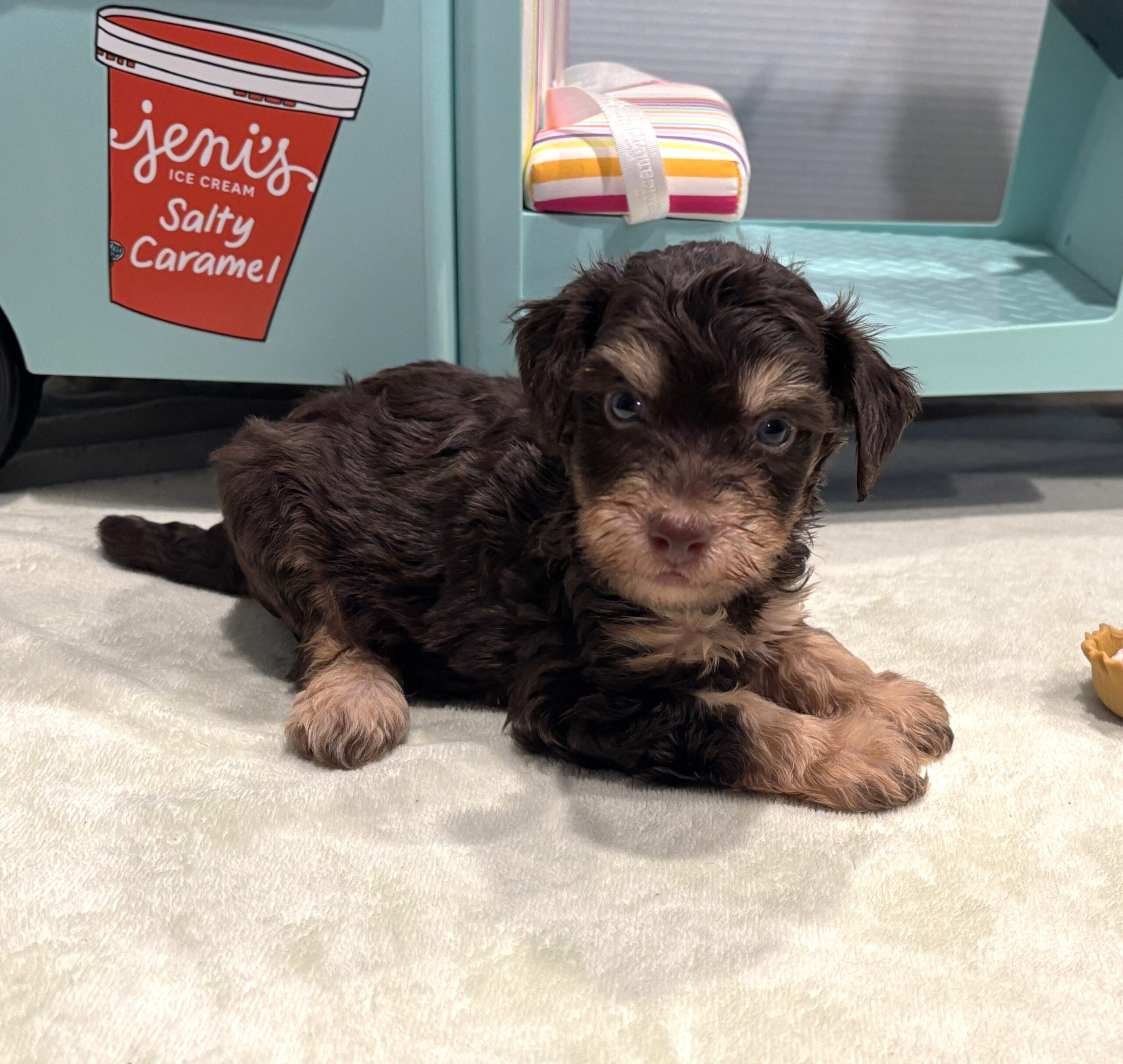LEO – Miniature Schnoodle $2800