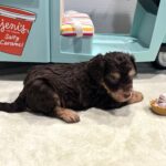 LEO – Miniature Schnoodle $2800