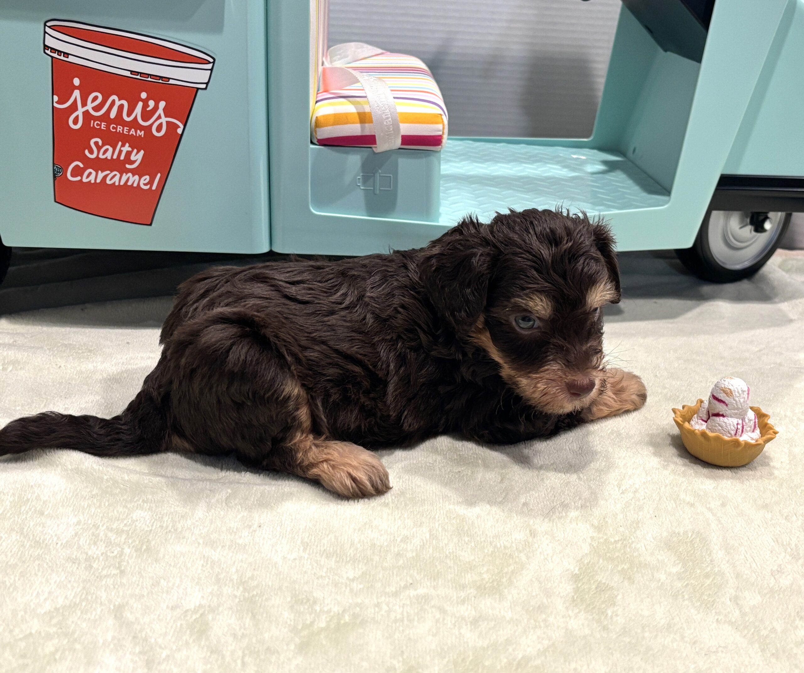 LEO – Miniature Schnoodle $2800