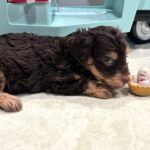 LEO – Miniature Schnoodle $2800