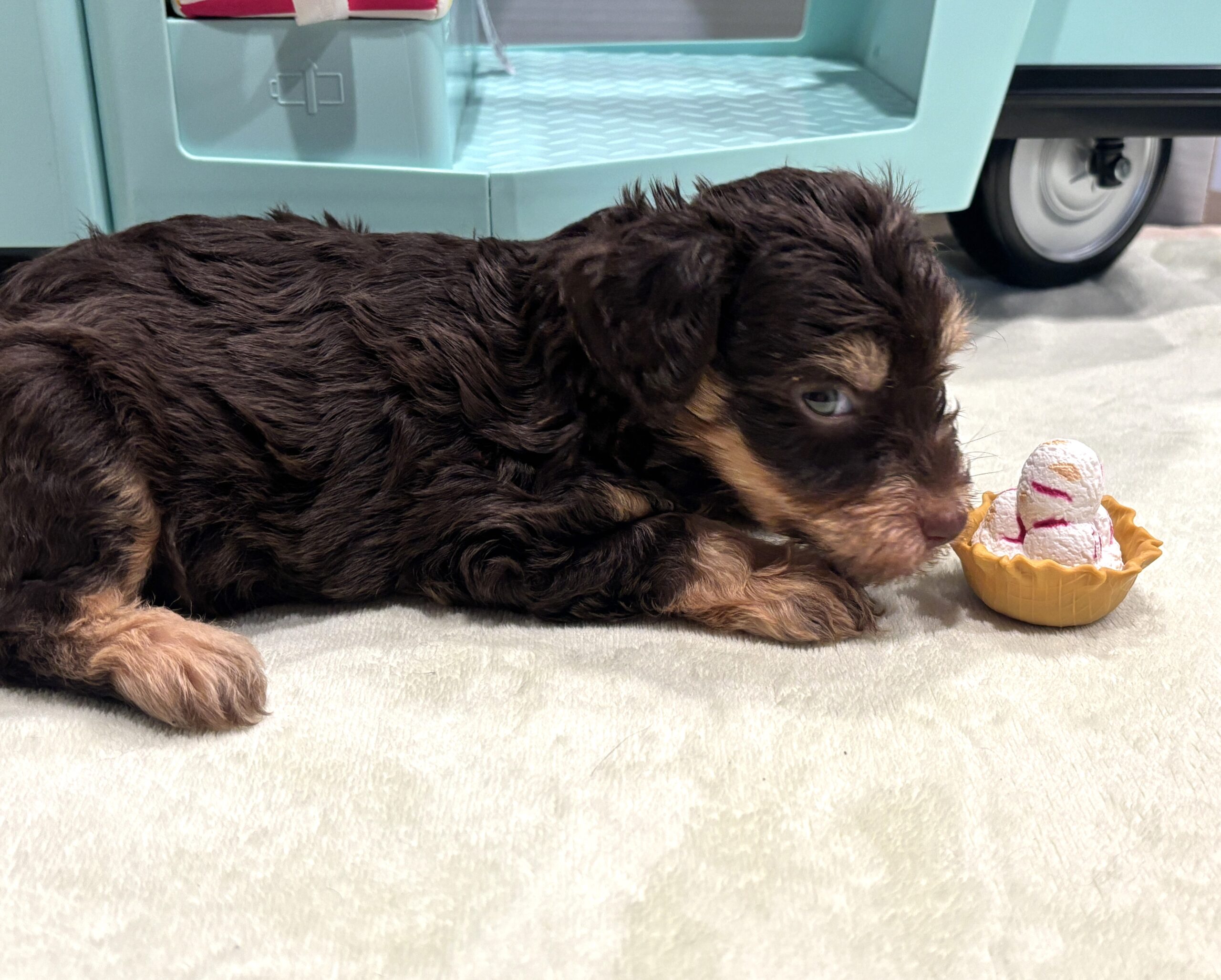 LEO – Miniature Schnoodle $2800