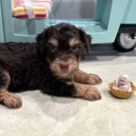 LEO – Miniature Schnoodle $2800