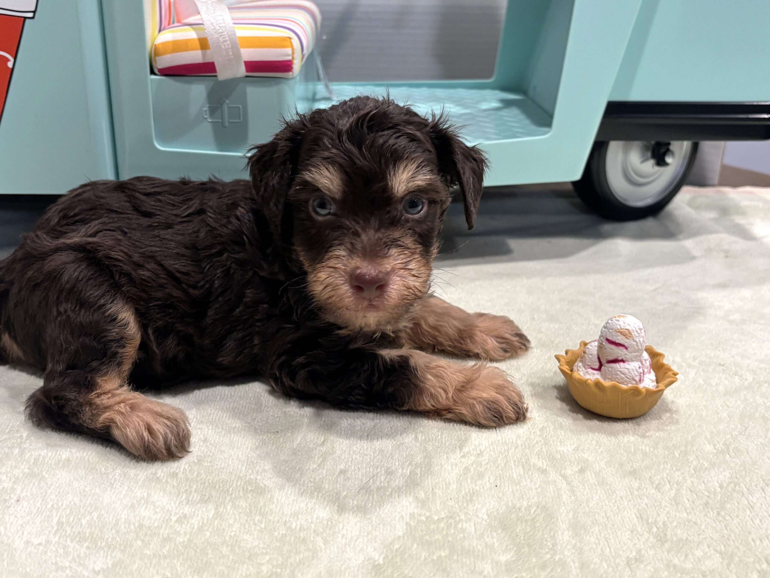 LEO – Miniature Schnoodle $2800