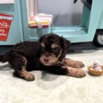 LEO – Miniature Schnoodle $2800