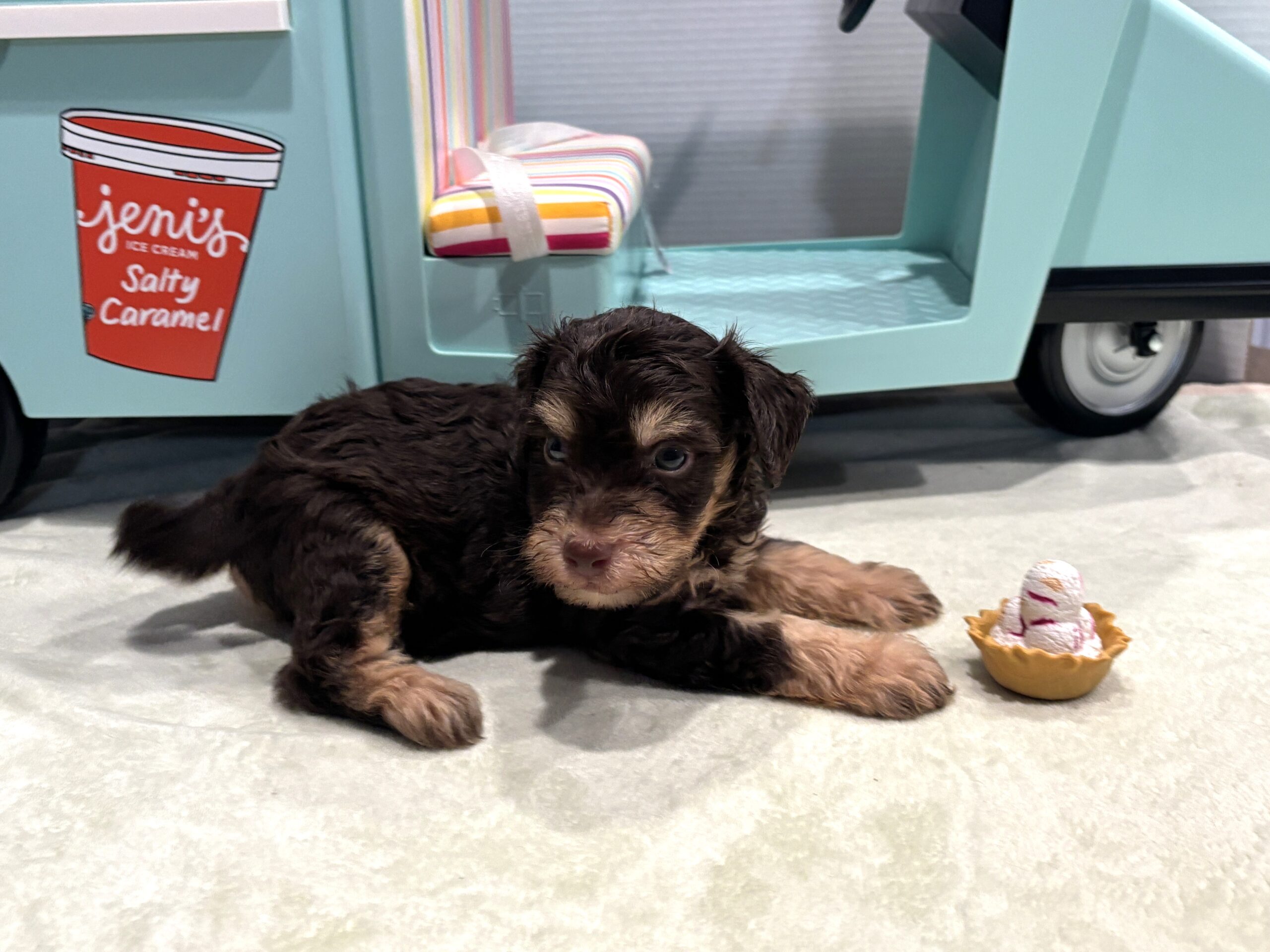LEO – Miniature Schnoodle $2800